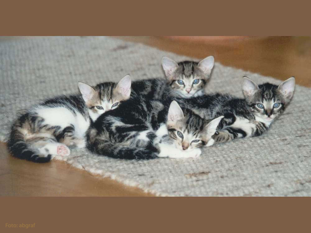 vier Katzenkinder